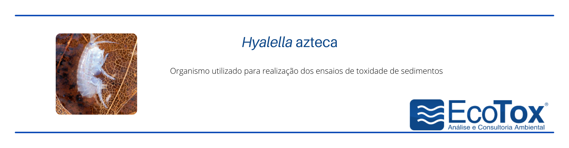 Hyalella azteca